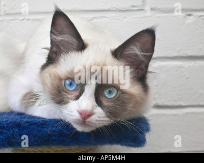 Visage et de grands yeux bleus d'un "quatre mois de repos Chaton Chat Ragdoll femelle Banque D'Images