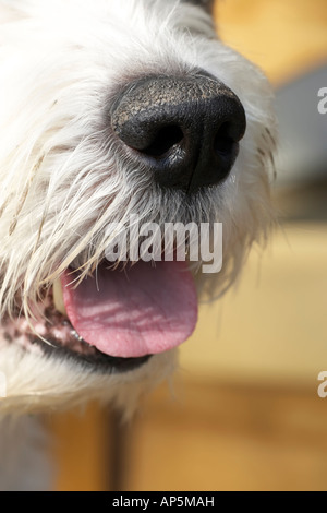 Bouche d'une vieille English Sheepdog Banque D'Images