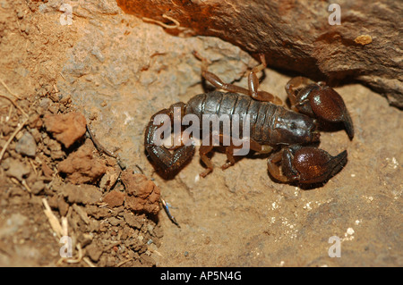 Scorpion scorpion noir israélien maurus fuscus Banque D'Images