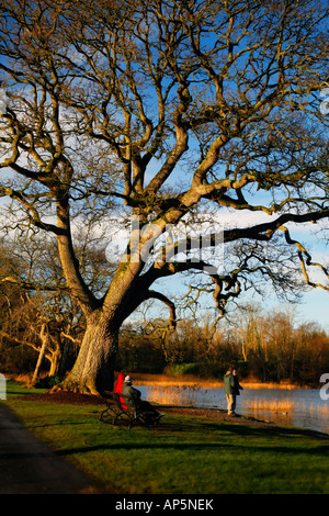 Scène pastorale sur le lac l'EMO estate à Portarlington Co Tipperary Ireland. Banque D'Images
