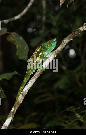 Parson's caméléon Calumma parsonii,, Analamazaotra Réserve spéciale, parc national Parc Mantadia- Andasibe, Madagascar Banque D'Images