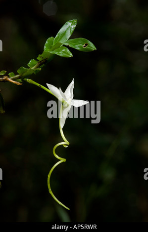 Orchid, Réserve spéciale Analamazaotra Andasibe Mantadia, parc national, Madagascar Banque D'Images