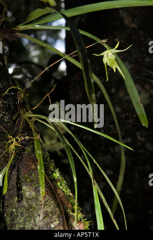 Orchid, Réserve spéciale Analamazaotra Andasibe Mantadia, parc national, Madagascar Banque D'Images