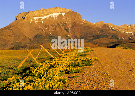 Pois jaune le long de la route de gravier à l'oreille dans le Montana Mtn Banque D'Images