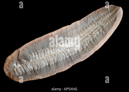 Graines fossiles, fougère Pecopteris sp. Banque D'Images