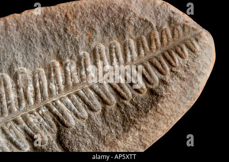 Graines fossiles, fougère Pecopteris sp., détail Banque D'Images