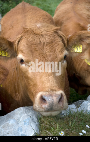 Vaches dans un champ à Mahee Island Strangford Lough County Down Irlande du Nord Banque D'Images