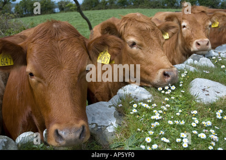 Vaches dans un champ à Mahee Island Strangford Lough County Down Irlande du Nord Banque D'Images