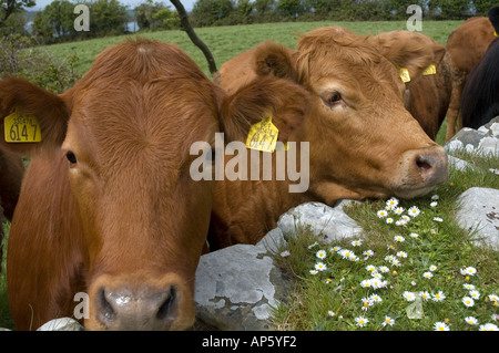 Vaches dans un champ à Mahee Island Strangford Lough County Down Irlande du Nord Banque D'Images