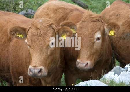 Vaches dans un champ à Mahee Island Strangford Lough County Down Irlande du Nord Banque D'Images