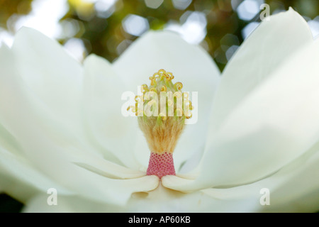 Fleur de Magnolia grandiflora Banque D'Images