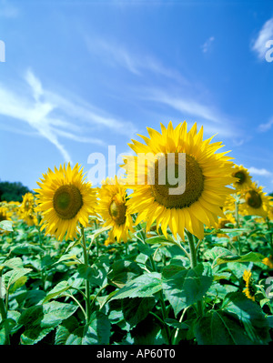 Champ de tournesols au Sud de France Banque D'Images