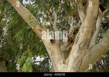 Israël en Eucalyptus de Kfar Saba Banque D'Images