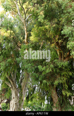 Israël en Eucalyptus de Kfar Saba Banque D'Images