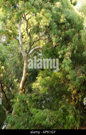 Israël en Eucalyptus de Kfar Saba Banque D'Images