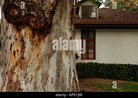 Israël en Eucalyptus de Kfar Saba Banque D'Images