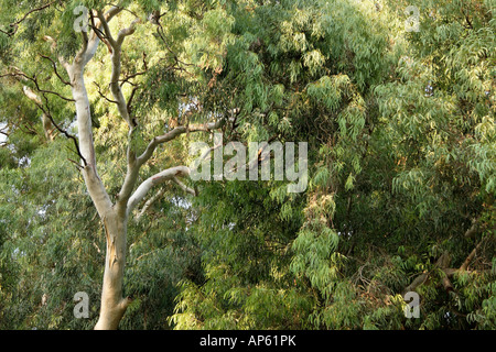 Israël en Eucalyptus de Kfar Saba Banque D'Images