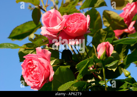 Roses rose contre le ciel bleu Banque D'Images