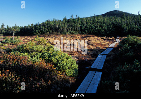 Passerelle en bois au moyen d'une tourbière haute altitude sur Mount Jackson. La Montagne Blanche, N.F. Sentier des Appalaches. Banque D'Images