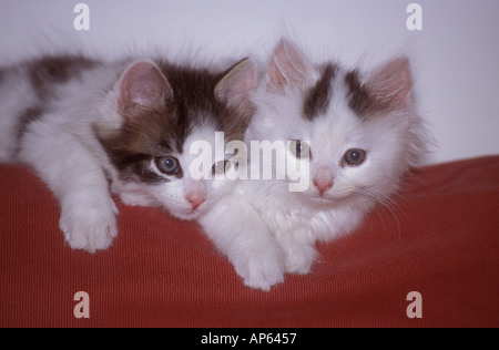 Deux chatons moelleux reposant ensemble sur un canapé, regardant l'appareil photo en gros plan. Banque D'Images
