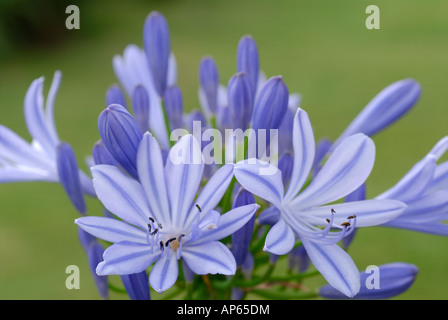 Close-up de l'agapanthus fleur bleu et vert Banque D'Images
