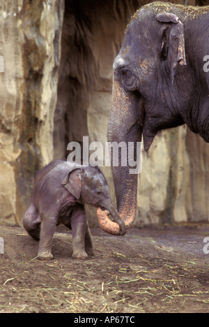 Un éléphant et son veau nouveau-né au zoo de l'Oregon, près de Washington Park, à Portland, Oregon. Banque D'Images