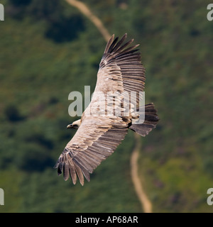 Vautour en vol au-dessus de l'arrière-plan flou Gyps fulvus Banque D'Images