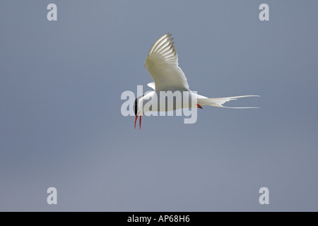 Sterne arctique Sterna paradisaea adultes en vol d'été Juillet Islande Rif Banque D'Images