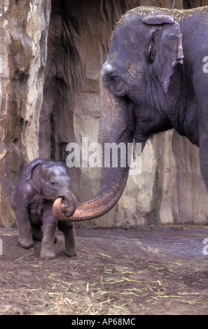 Un éléphant et son veau nouveau-né au zoo de l'Oregon, près de Washington Park, à Portland, Oregon. Banque D'Images