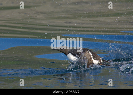 Brünnichs guillemot (Uria lomvia) adultes été décoller de dessous la surface de la mer falaise Latrabjarg Islande Juillet Banque D'Images