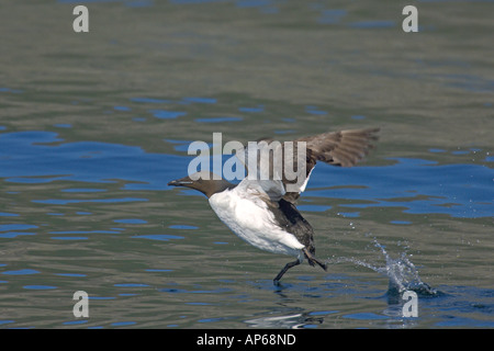 Brünnichs guillemot (Uria lomvia) adultes été décoller de dessous la surface de la mer falaise Latrabjarg Islande Juillet Banque D'Images