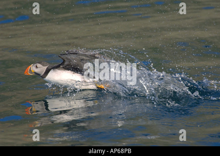 Macareux moine (Fratercula arctica adultes été décoller de dessous la surface de la mer falaise Latrabjarg Islande Juillet Banque D'Images