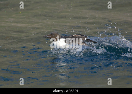 Brünnichs guillemot (Uria lomvia) adultes été décoller de dessous la surface de la mer falaise Latrabjarg Islande Juillet Banque D'Images