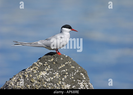 Sterne arctique Sterna paradisaea adultes d'été Juillet Islande Banque D'Images