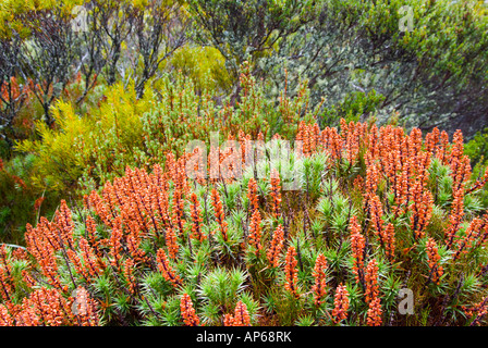 Floraison Heath Banque D'Images