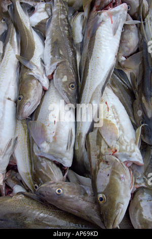 Freshly caught Morue franche Gadus morhua éviscéré et sur le poisson en boîte quay Siglufjördur Islande Juillet 2006 Banque D'Images