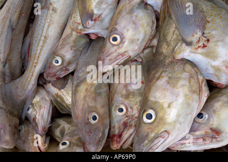 Freshly caught Morue franche Gadus morhua éviscéré et sur le poisson en boîte quay Siglufjördur Islande Juillet 2006 Banque D'Images