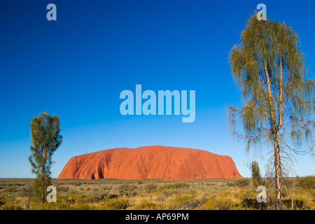 L'Uluru Ayers Rock encadrées de Desert Oaks vu de près de coucher Banque D'Images