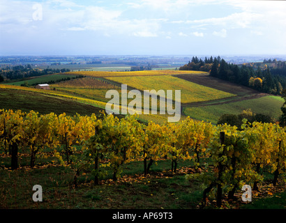 USA, Ohio, Bellevida vignoble sur Warton Road dans la Red Hills autour de Dundee, Willamette Valley Wine Country Banque D'Images