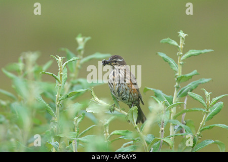 Redwing Turdus iliacus adultes d'été avec bill plein d'insectes perchés dans willow Islande Août Banque D'Images