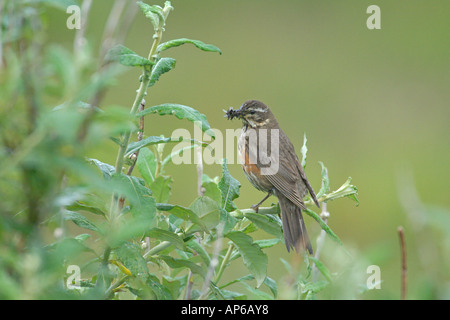 Redwing Turdus iliacus adultes d'été avec bill plein d'insectes perchés dans willow Islande Août Banque D'Images