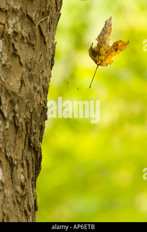 Virginie, McLean, Scotts Run Nature Preserve, pris dans des feuilles d'araignée à côté de tronc d'arbre, des problèmes de mise au point d'arbres en arrière-plan Banque D'Images