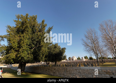 Israël Jérusalem Laurier Laurus nobilis par le Cimetière de guerre britannique sur le mont Scopus Banque D'Images