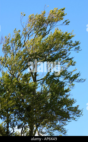 Beech tree against a blue sky à la grotte une folie de Pontypool Park South WalesValleys UK Banque D'Images