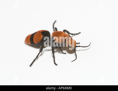 Le velours rouge vache ant ant killer Dasymutilla occidentalis guêpe aptère bugs insectes Banque D'Images