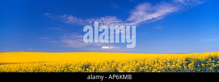 NA,USA,Washington State,champ de canola en fleur Banque D'Images