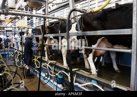 La traite des vaches laitières dans un petit salon Banque D'Images