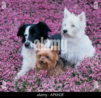Border Collie & Yorkshire Terrier West Highland à Heather Banque D'Images