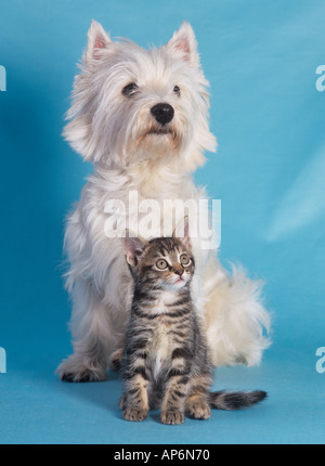 West Highland Terrier Tabby Kitten Banque D'Images