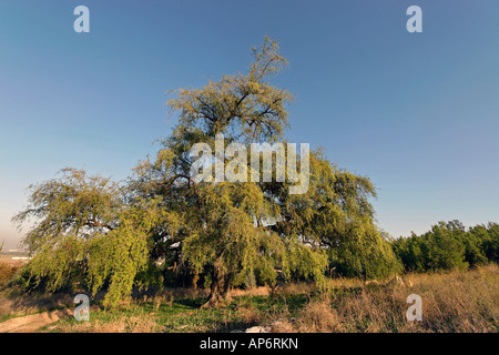 Israël la Shephelah Jujube tree à Tel Hadid Banque D'Images